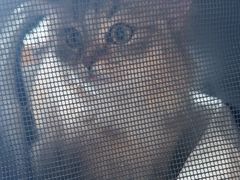-艾贝尔宠物医院·24H转诊中心·肿瘤猫专科(江宁双龙店)