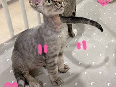 -十年猫舍·猫咪专门店(普陀店)