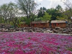 -老村长农家院