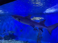 -太平洋海底世界