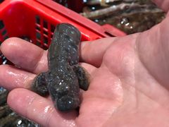 -新河畔海鲜酒楼(虎门店)