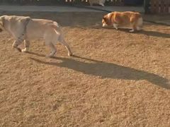 -趣玩宠物乐园寄养训犬训狗游泳池