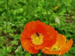 -天适樱花悠乐园