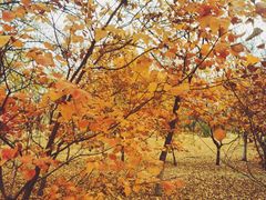 -永定河休闲森林公园