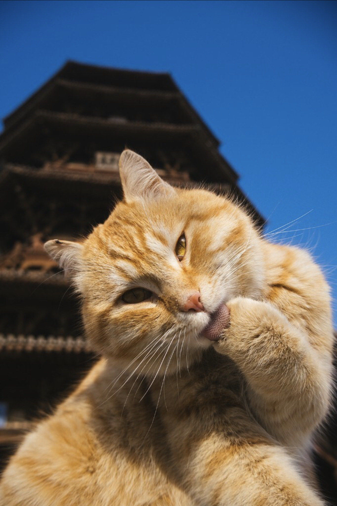 那陶醉的表情,微眯的双眼,灵活的粉舌