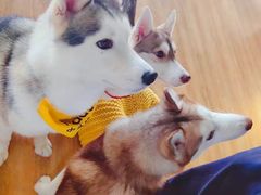 -Husky Go! 哈士奇体验馆·宠物咖啡厅狗咖