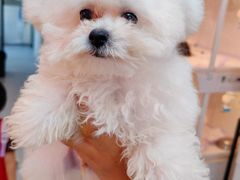 -翊宠yipet猫狗购宠庄园犬舍•猫舍