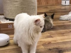 -袖虎·猫馆(体育西路店)
