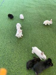 -萌宠亲子动物乐园(槐房万达店)