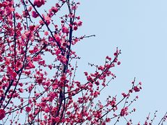 -重庆彩云湖湿地公园