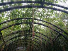 -亚龙湾国际玫瑰谷