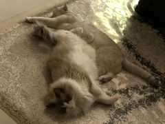 -糯米喵星人总部直营旗舰店·猫舍·幼猫出售