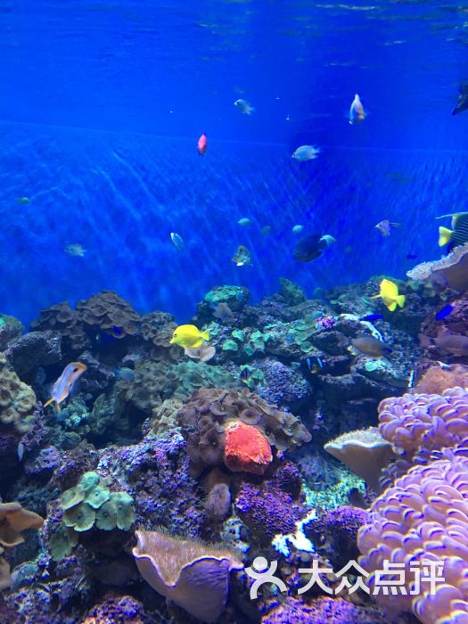 海滨城浩海立方海洋馆图片 - 第324张