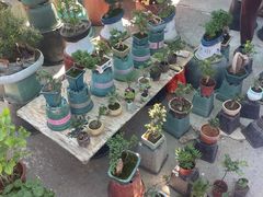 -中环花鸟鱼虫市场