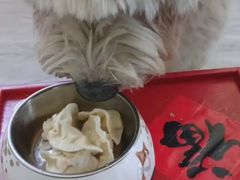 -趣玩宠物乐园寄养训犬训狗游泳池
