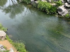 -羊山湖公园