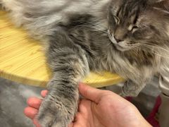 -楼上猫咖(罗湖店)