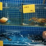 2.99r的核桃调蛋