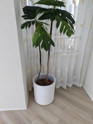 -HEYAN荷妍专业脱毛连锁机构
