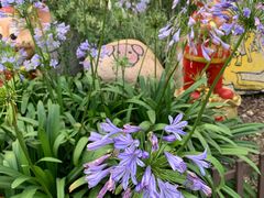 -合肥滨湖国家森林公园