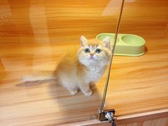 -猫十亿·布偶金渐层·曼基康矮脚猫舍(青年路店)