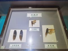 -上海昆虫博物馆