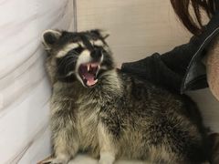 -浣熊柯尔鸭土拨鼠·电玩咖