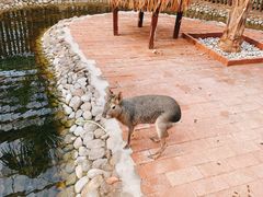 -呀路古热带植物园