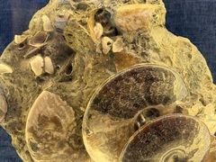 -国家自然博物馆