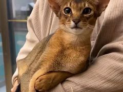 -猫十亿·布偶金渐层·曼基康矮脚猫舍(青年路店)