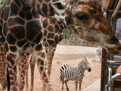 -清迈夜间动物园