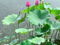 -莲花池公园