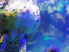 -太平洋海底世界