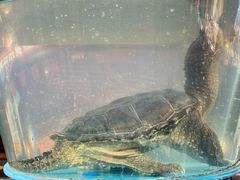 -魏铭鱼头捞饭(晋阳路店)