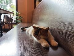-猫岛主趣味餐厅(鼓浪屿店)
