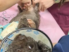 -北京观赏动物医院·24小时大型综合·猫专科·异宠专科