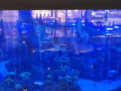 -成都浩海立方海洋公园