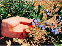 -金谷域澳洲庄园