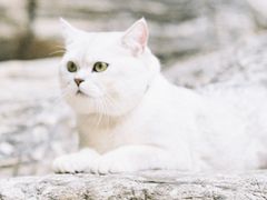 -芭比堂动物医院·CT·微创中心(新顺分院)