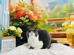 -爱洗澡的猫(望京店)