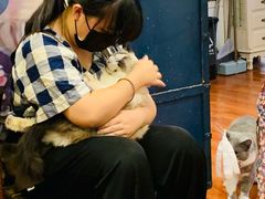 -猫小院猫主题咖啡厅(北锣店)