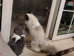 -lincat·猫舍(广州店)