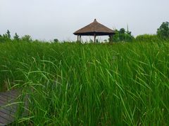 -梁鸿国家湿地公园