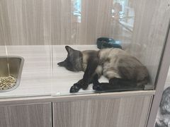 -飞行喵MR PILOT|猫舍·猫咖(静安大融城店)