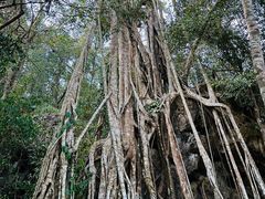 -中国科学院西双版纳热带植物园