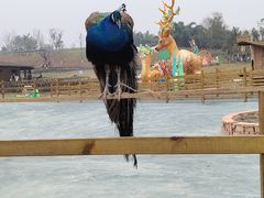 -黄龙溪欢乐田园