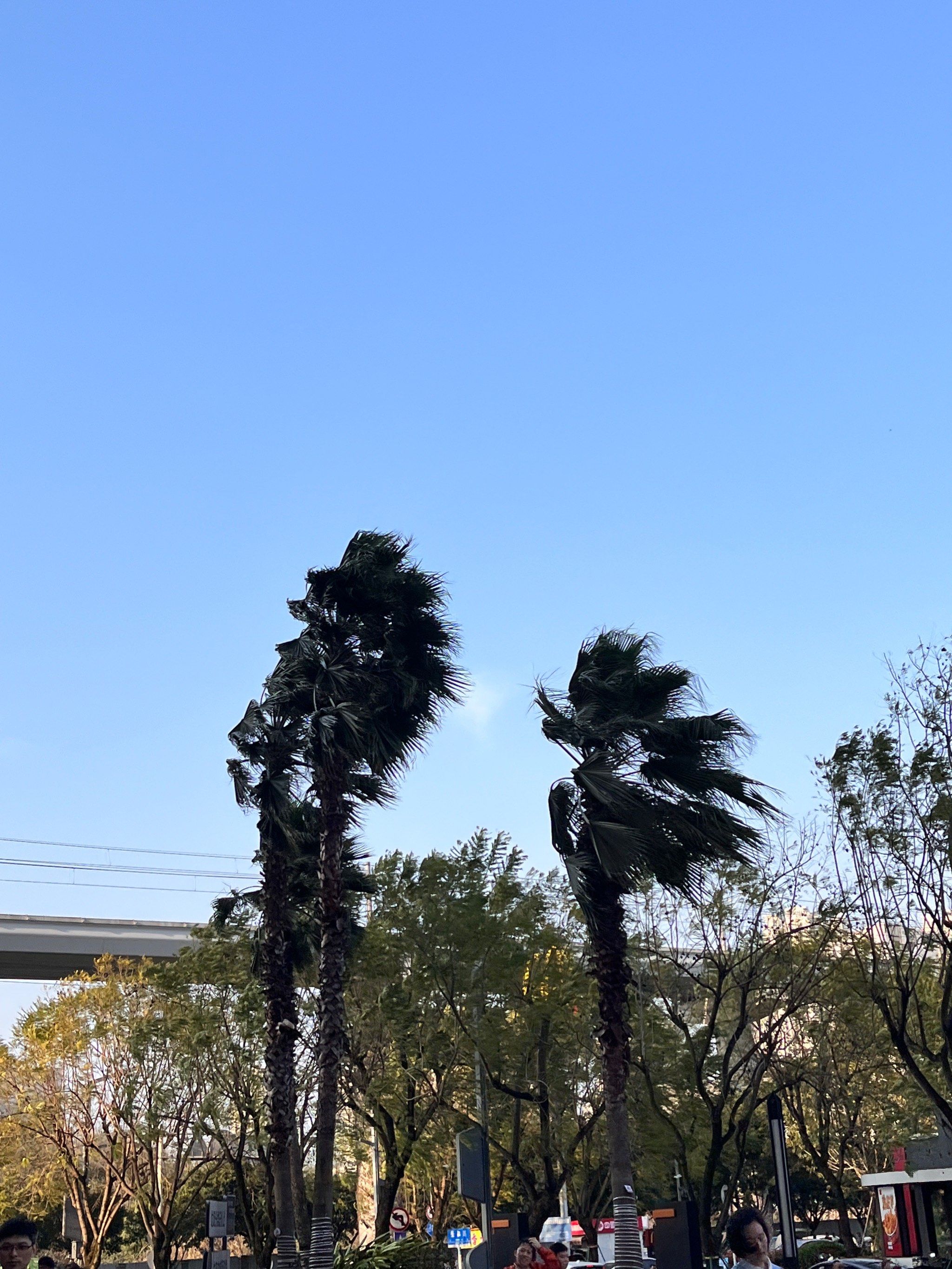 好大的风,要被吹走了!