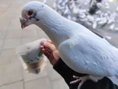 -中粮·祥云小镇
