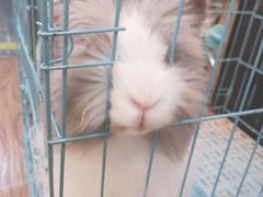 -志龙皇冠吃货椰子铺