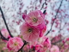 -梅花山(明孝陵内)